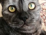 Ücretsiz Sahiplendirme British shorthair Silver Black