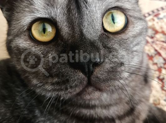 Ücretsiz Sahiplendirme British Shorthair Silver Black