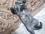 Ücretsiz Sahiplendirme British Shorthair Silver Black