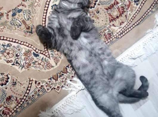 Ücretsiz Sahiplendirme British Shorthair Silver Black görsel