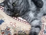 Ücretsiz Sahiplendirme British Shorthair Silver Black