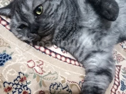 Ücretsiz Sahiplendirme British Shorthair Silver Black görsel
