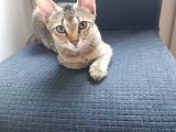 Dünya Güzeli̇ Kardeşler