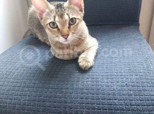 Dünya Güzeli̇ Kardeşler görsel