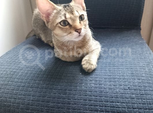Dünya Güzeli̇ Kardeşler görsel
