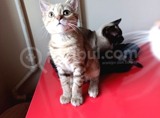 Son Mi̇ni̇k Prens görsel