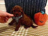 Sağlıklı Oyuncu Safkan Toypoodle Bebekler