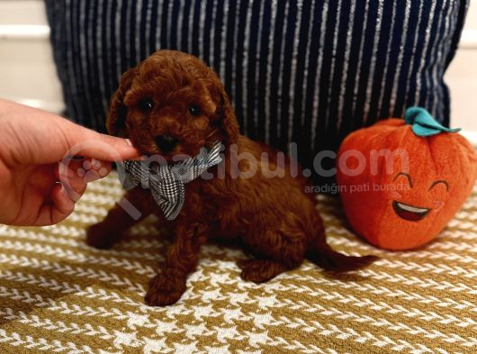 Sağlıklı Oyuncu Safkan Toypoodle Bebekler görsel