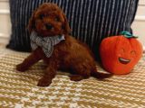 Sağlıklı Oyuncu Safkan Toypoodle Bebekler