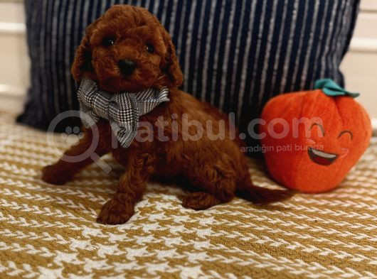 Sağlıklı Oyuncu Safkan Toypoodle Bebekler görsel