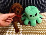 Sağlıklı Oyuncu Safkan Toypoodle Bebekler
