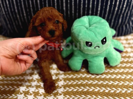 Sağlıklı Oyuncu Safkan Toypoodle Bebekler görsel