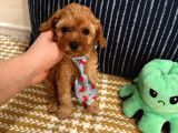 Sağlıklı Oyuncu Safkan ToyPoodle Bebekler
