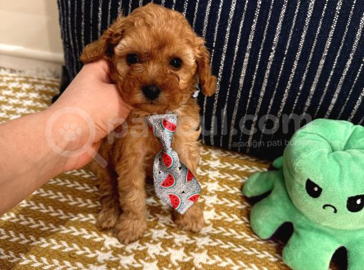 Sağlıklı Oyuncu Safkan Toypoodle Bebekler
