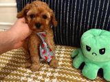 Sağlıklı Oyuncu Safkan Toypoodle Bebekler