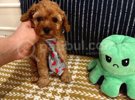 Sağlıklı Oyuncu Safkan Toypoodle Bebekler görsel