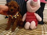 Sağlıklı Oyuncu Safkan Toypoodle Bebekler