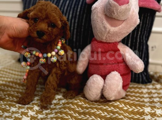 Sağlıklı Oyuncu Safkan Toypoodle Bebekler görsel