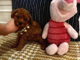 Sağlıklı Oyuncu Safkan Toypoodle Bebekler