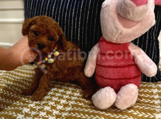 Sağlıklı Oyuncu Safkan Toypoodle Bebekler görsel