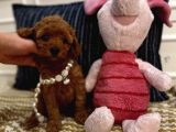 Sağlıklı Oyuncu Safkan Toypoodle Bebekler