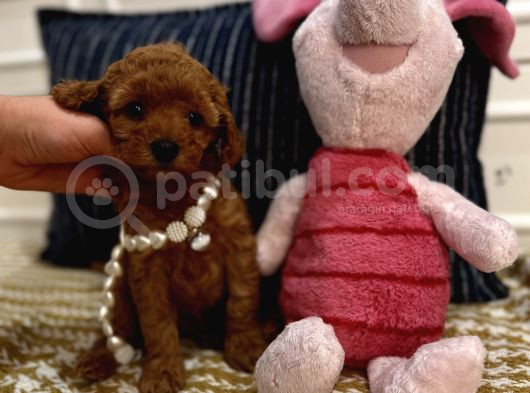 Sağlıklı Oyuncu Safkan Toypoodle Bebekler görsel