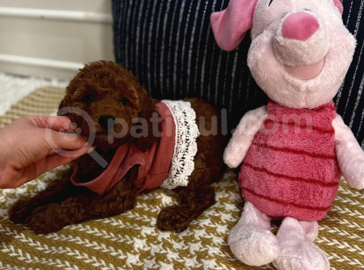 Sağlıklı Oyuncu Safkan Toypoodle Bebekler görsel