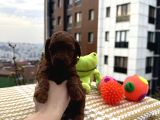 Kore Teacup Bebekler