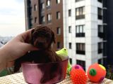 KORE TEACUP BEBEKLER