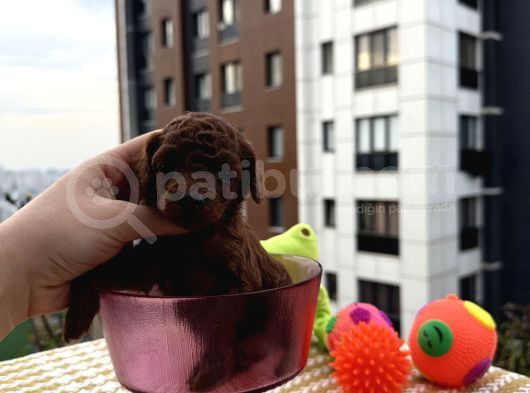 Kore Teacup Bebekler