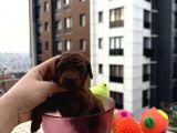 Kore Teacup Bebekler