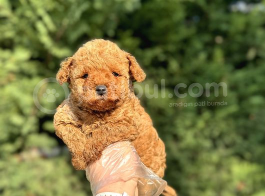 Aşili A Kali̇te Toy Poodle Yavrular
