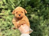 Aşili A Kali̇te Toy Poodle Yavrular
