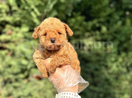 Aşili A Kali̇te Toy Poodle Yavrular görsel