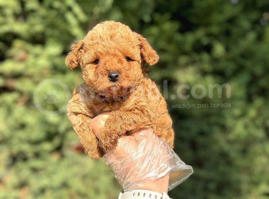 Aşili A Kali̇te Toy Poodle Yavrular görsel