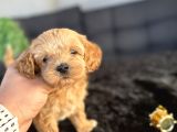 DİZAYN IRK ORJİNAL MALTİPOO BEBEKLER
