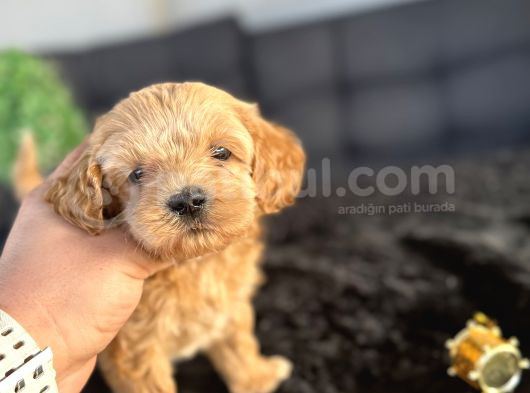Di̇zayn Irk Orji̇nal Malti̇poo Bebekler