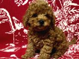 Tooy poodle cinsi kıpkırmızı Red mini Boy