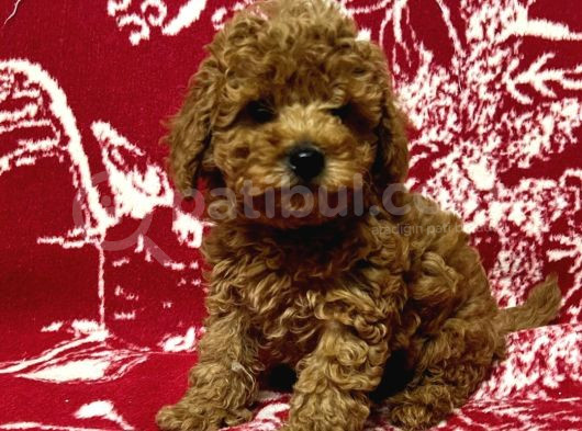 Tooy Poodle Cinsi Kıpkırmızı Red Mini Boy