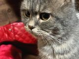British Shorthair erkek kedimize eş arıyoruz 