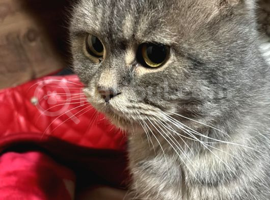 British Shorthair Erkek Kedimize Eş Arıyoruz 