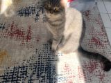 British Shorthair Erkek Kedimize Eş Arıyoruz 