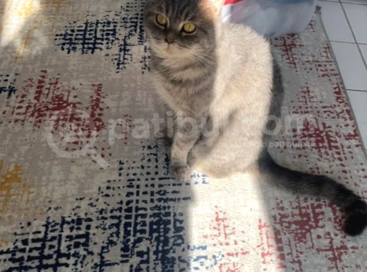 British Shorthair Erkek Kedimize Eş Arıyoruz  görsel