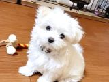 Maltesse terrier cinsi mini Boy Puppy Kar beyaz