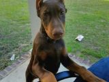 Duruşuyla Ateş Eden Esteti̇kli̇ Kizil Doberman Yavrular