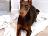 Duruşuyla Ateş Eden Esteti̇kli̇ Kizil Doberman Yavrular