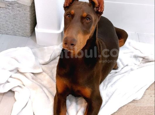 Duruşuyla Ateş Eden Esteti̇kli̇ Kizil Doberman Yavrular görsel