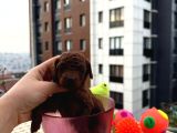 Anne baba teacup- dişi dark brown
