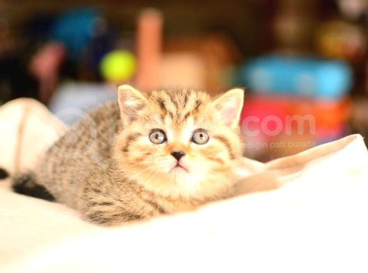 En Kaliteli Black Golden Ny24 British Shorthair görsel
