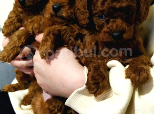 Çok  Özel Red Brown Toy Poodle Yavrularimiz